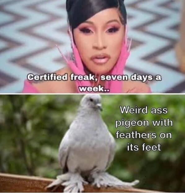Certified freak, seven days a week.. Weird ass pigeon with feathers on its feet dangeswithshtews