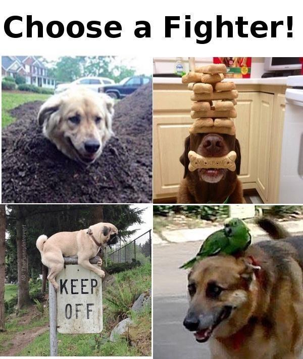 Choose a Fighter! KEEP OFF IG: TheFunnylntrovert