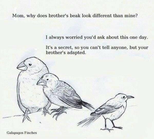 Mom, why does brother's beak look different than mine? I always worried you'd ask about this one day. It's a secret, so you can't tell anyone, but your brother's adapted. Galapagos Finches