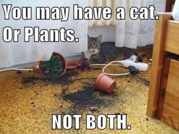 You may have a cat. Or Plants. NOT BOTH.