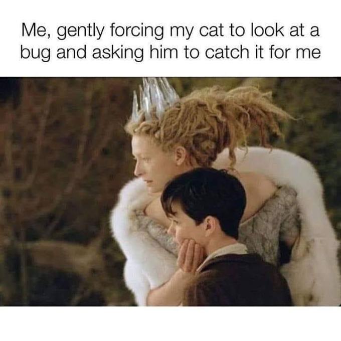 Me, gently forcing my cat to look at a bug and asking him to catch it for me