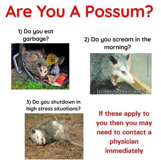 Not sure my insurance covers this Possums Know Your Meme