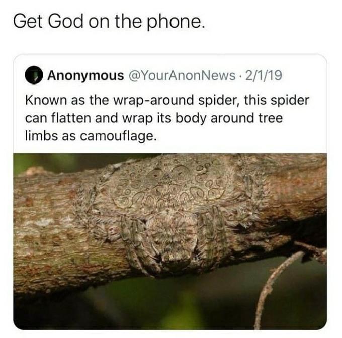 Get God on the phone. Anonymous @YourAnonNews · 2/1/19 Known as the wrap-around spider, this spider can flatten and wrap its body around tree limbs as camouflage.