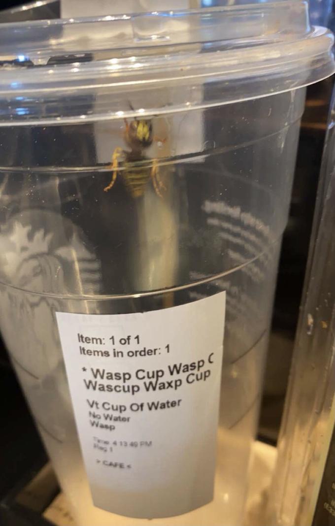 Item: 1 of 1 Items in order: 1 Wasp C Wasp Cup Wascup Waxp Cúp Vt Cup Of Water No Water Wasp 413 49 PM CAFE 1633