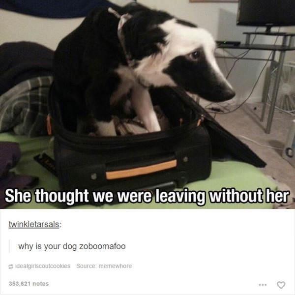 She thought we were leaving without her twinkletarsals: why is your dog zoboomafoo S idealgiriscoutcookies Source: memewhore 353,621 notes
