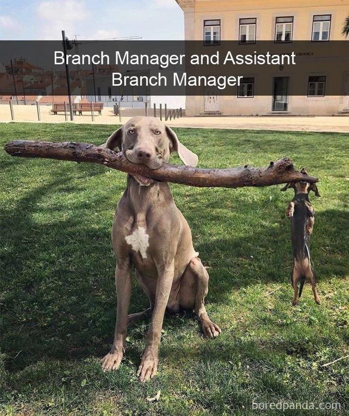Branch Manager and Assistant Branch Manager boredpanda.com