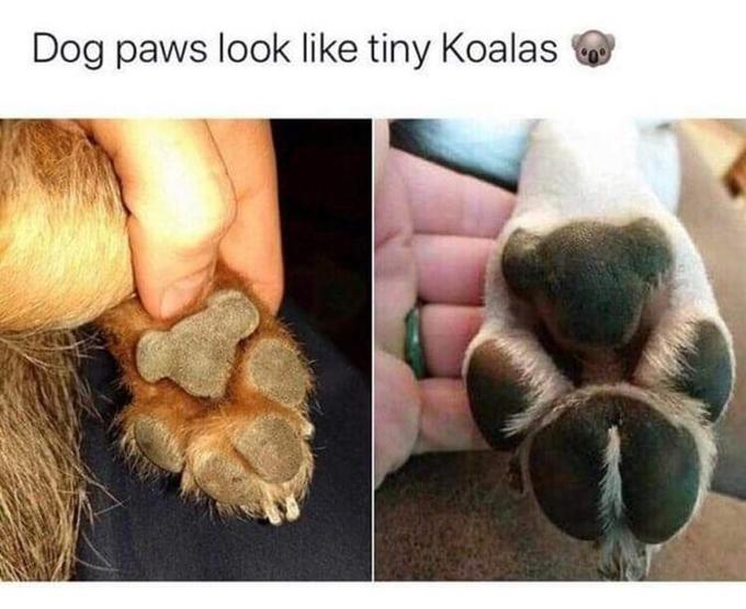 Dog paws look like tiny Koalas