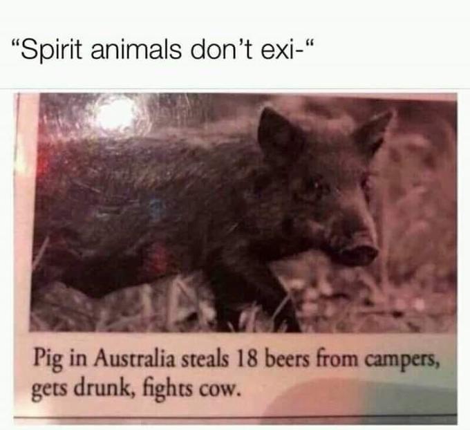 "Spirit animals don't exi-" Pig in Australia steals 18 beers from campers, gets drunk, fights cow. cow.