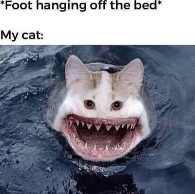 *Foot hanging off the bed* My cat: