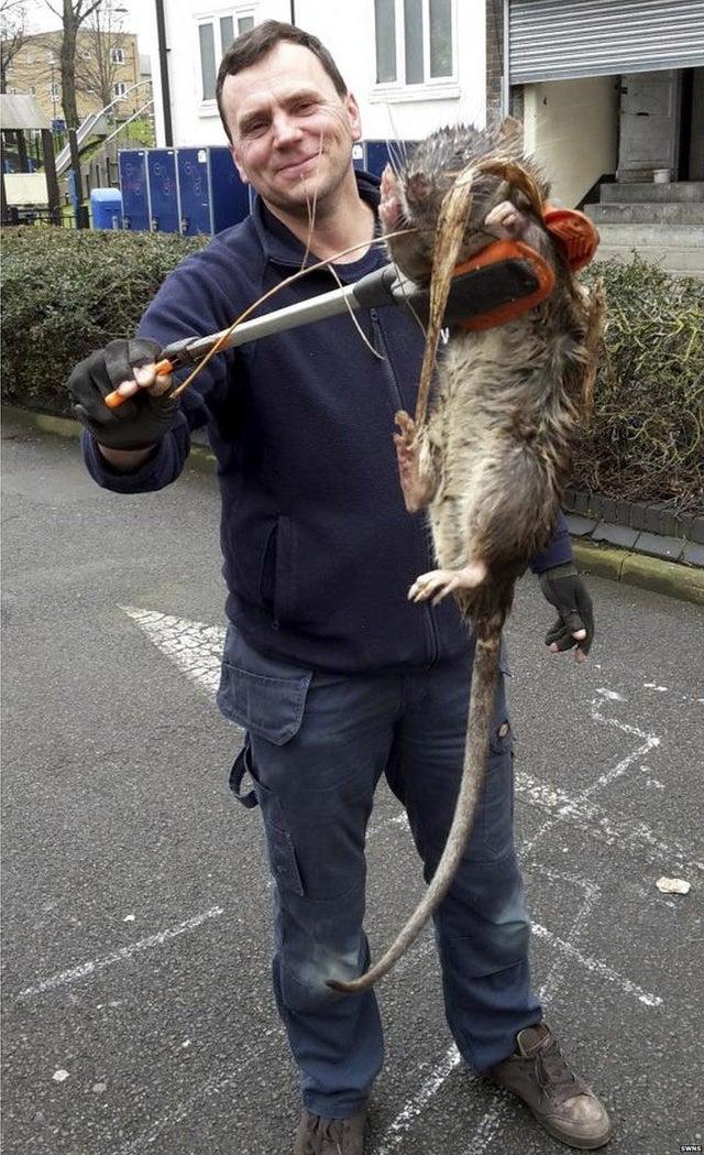 Absolute Unit Of A NYC Rat Absolute Unit Know Your Meme