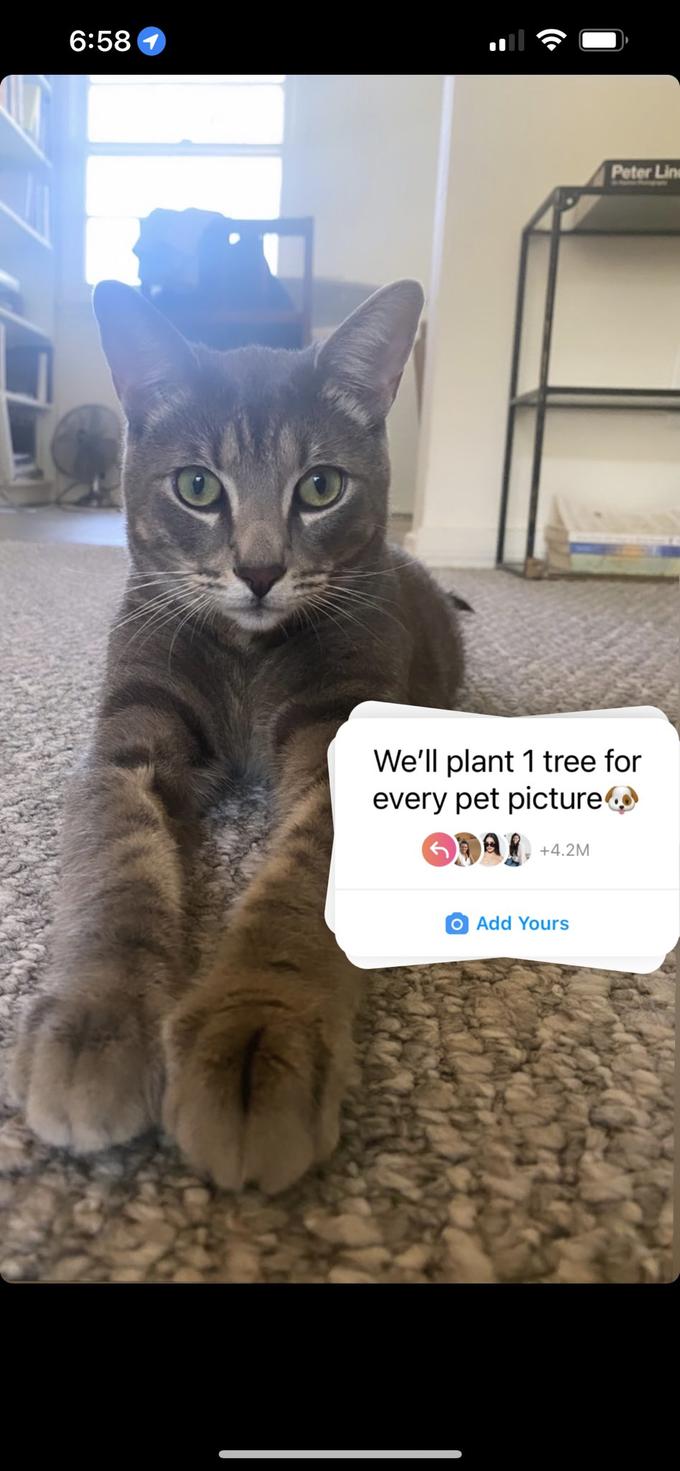 6:58 Peter Line We'll plant 1 tree for every pet picture ODAL +4.2M O Add Yours