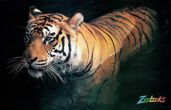 So far the highest quality image of the actual Tiger Poster I've found yet.