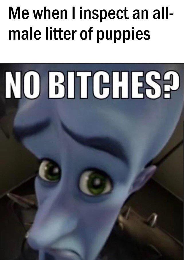 Me when I inspect an all- male litter of puppies NO BITCHES?