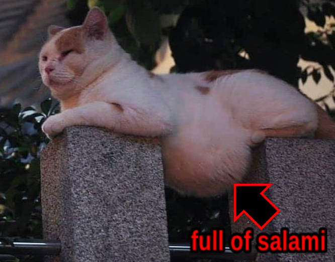 Full of Salami Full of Soup Cat Know Your Meme