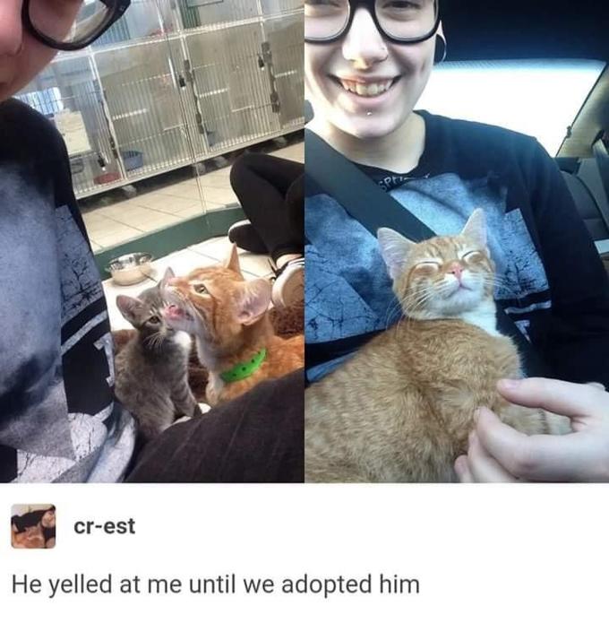 SP cr-est He yelled at me until we adopted him