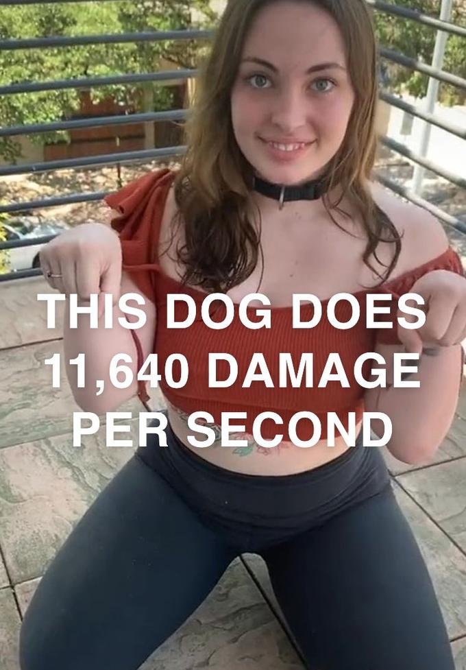 THIS DOG DOES 11,640 DAMAGE PER SECOND