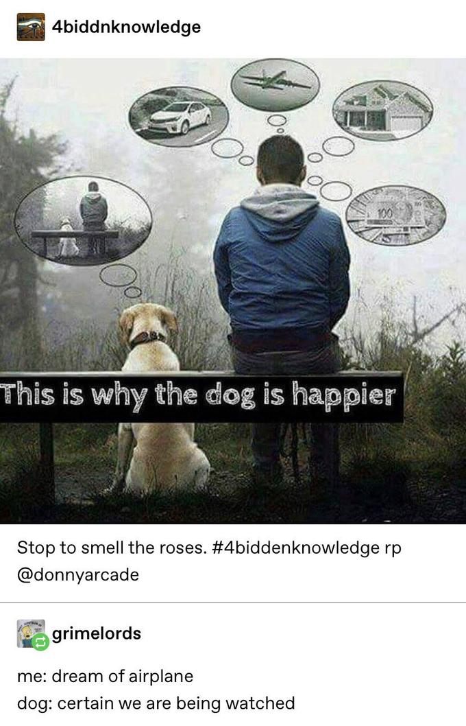 4biddnknowledge 100 This is why the dog is happier Stop to smell the roses. #4biddenknowledge rp @donnyarcade grimelords me: dream of airplane dog: certain we are being watched