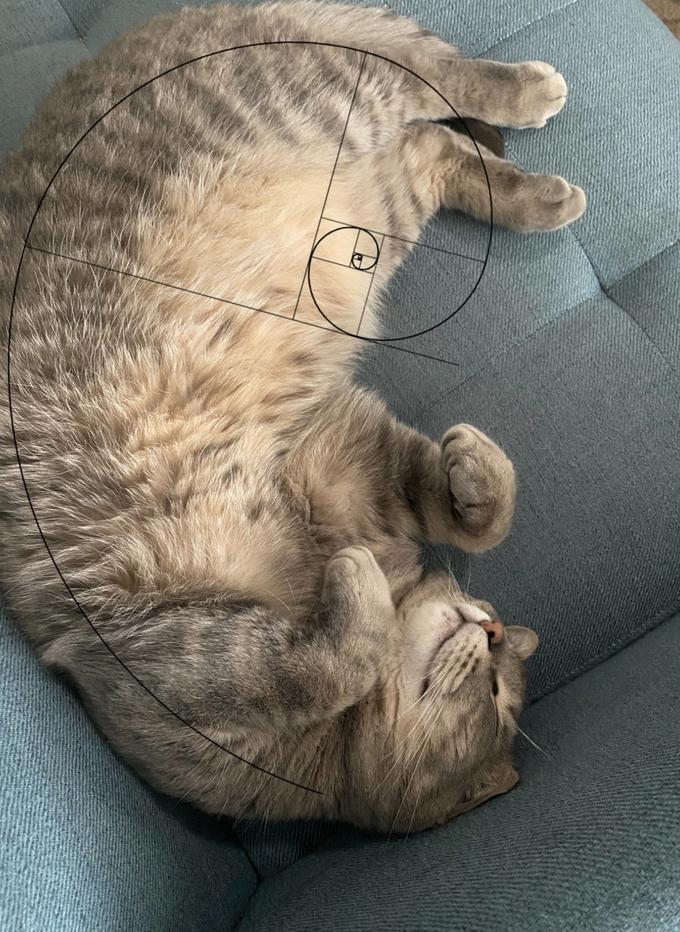 Picture used by the owner of the pictured cat to ratio (the Twitter meaning).

<blockquote class="twitter-tweet"><p lang="en" dir="ltr">yes this is my cat yes I love him he is so awesome</p>&mdash; ali, (@13736again) <a href="https://twitter.com/13736again/status/1515326213761425418?ref_src=twsrc%5Etfw">April 16, 2022</a></blockquote> <script async src="https://platform.twitter.com/widgets.js" charset="utf-8"></script> 