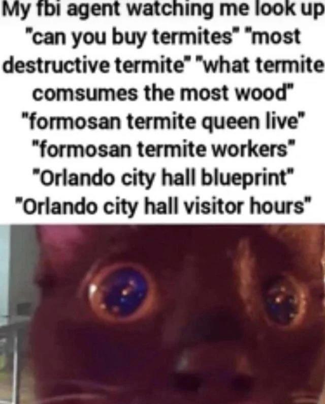 My fbi agent watching me look up "can you buy termites" "most destructive termite" "what termite comsumes the most wood" "formosan termite queen live" "formosan termite workers" "Orlando city hall blueprint" "Orlando city hall visitor hours"