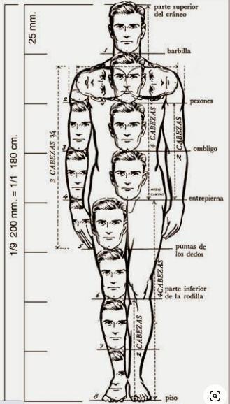 parte superior del cráneo barbilla pezones ombligo entrepierna puntas de los dedos parte inferior de la rodilla piso 1/9 200 mm. = 1/1 180 cm. 25 mm. 3 CABEZAS Y% CABEZAS CABEZAS 14CABEZAS CABEZAS