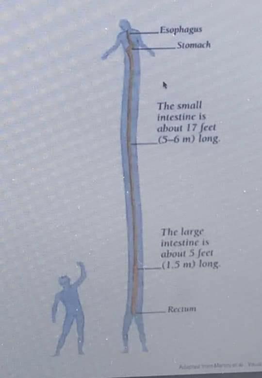 Esophagus Stomach The small intestine is about 17 feet (5-6 m) long. The large intestine is about 5 fect (1.5 m) long. Recium