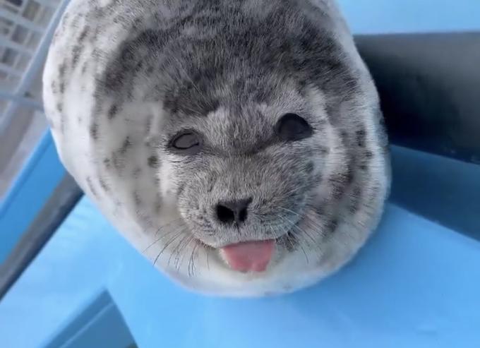 Smiling And Winking Baby Seal Sticking Tongue Out