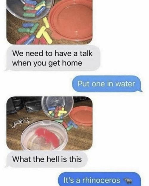 We need to have a talk when you get home What the hell is this Put one in water It's a rhinoceros