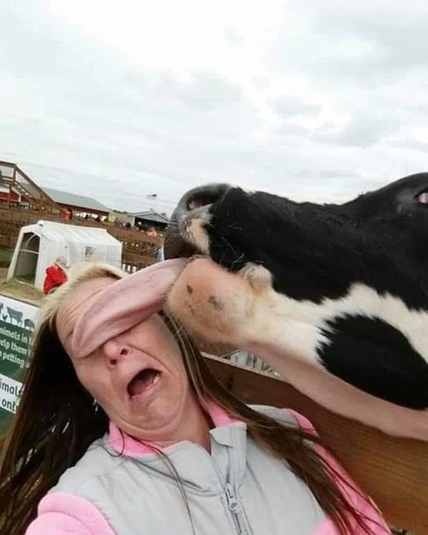 nimals in elp them petting mal ont