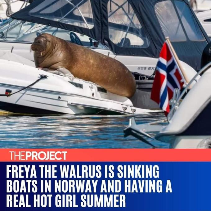 805 EX THEPROJECT FREYA THE WALRUS IS SINKING BOATS IN NORWAY AND HAVING A REAL HOT GIRL SUMMER