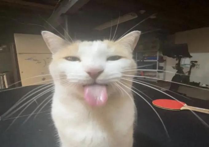 Silly BLEHHHHH :P Cat Meme PFP Profile Picture