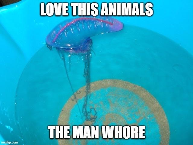 imgflip.com LOVE THIS ANIMALS THE MAN W----