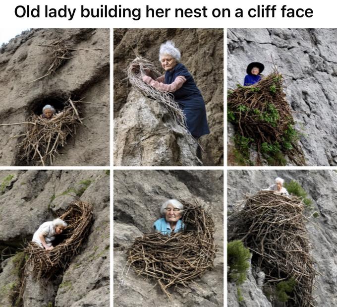 Old lady building her nest on a cliff face