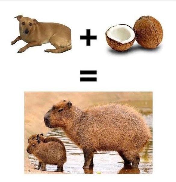 Arithmetic | Capybaras | Know Your Meme