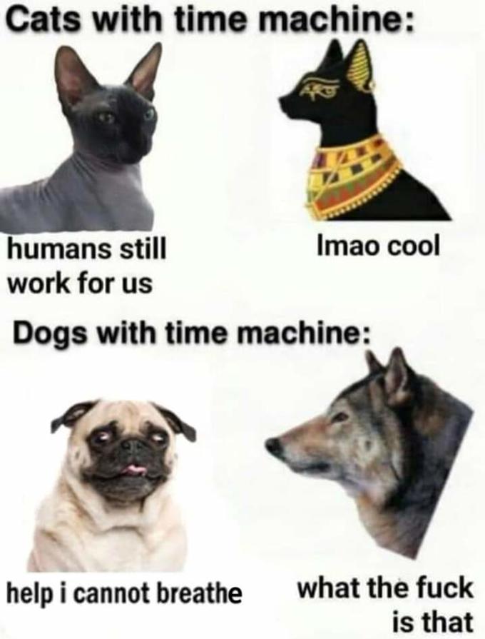 Cats vs Dogs Time Travel Is Invented / Men With a Time Machine Know Your Meme