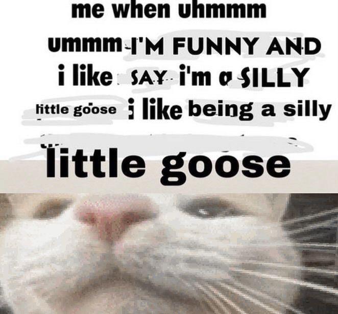 Me When Uhmmm Ummm I m Funny And I m A Silly Little Goose Silly Cats 