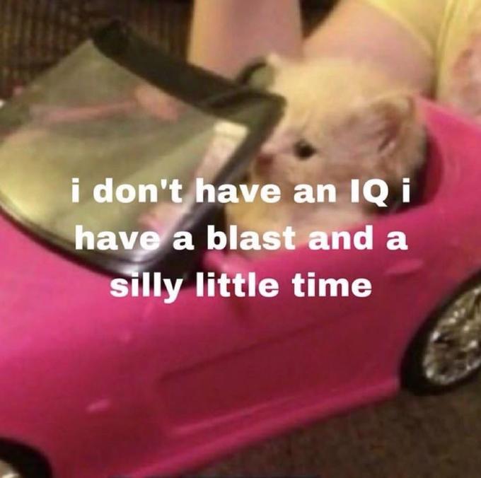 i don't have an IQ i have a blast and a silly little time