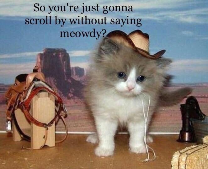 Meowdy | Know Your Meme