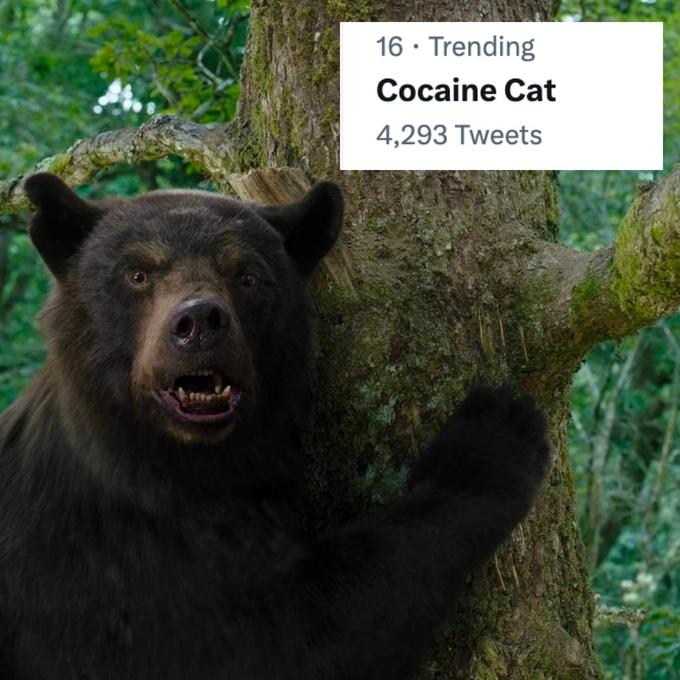 16. Trending Cocaine Cat 4,293 Tweets