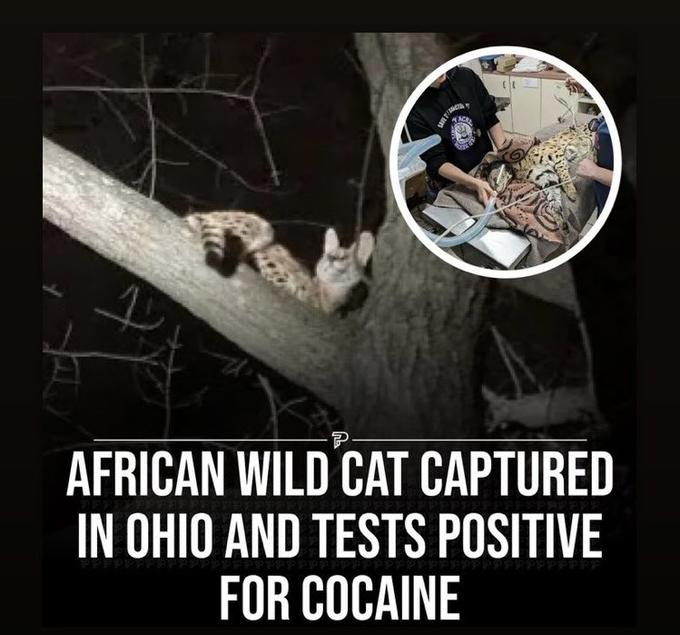 SA AZTEL P AFRICAN WILD CAT CAPTURED IN OHIO AND TESTS POSITIVE FOR COCAINE