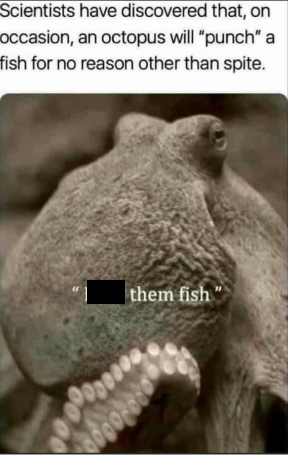 Scientists have discovered that, on occasion, an octopus will "punch" a fish for no reason other than spite. 0000 000000 them fish