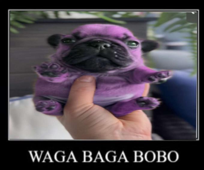 WAGA BAGA BOBO