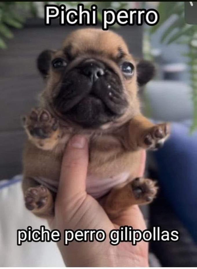 Pichi perro piche perro gilipollas