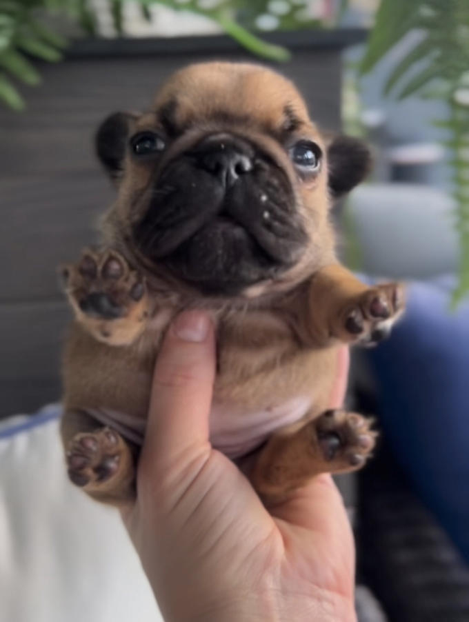 Original Pibble Image