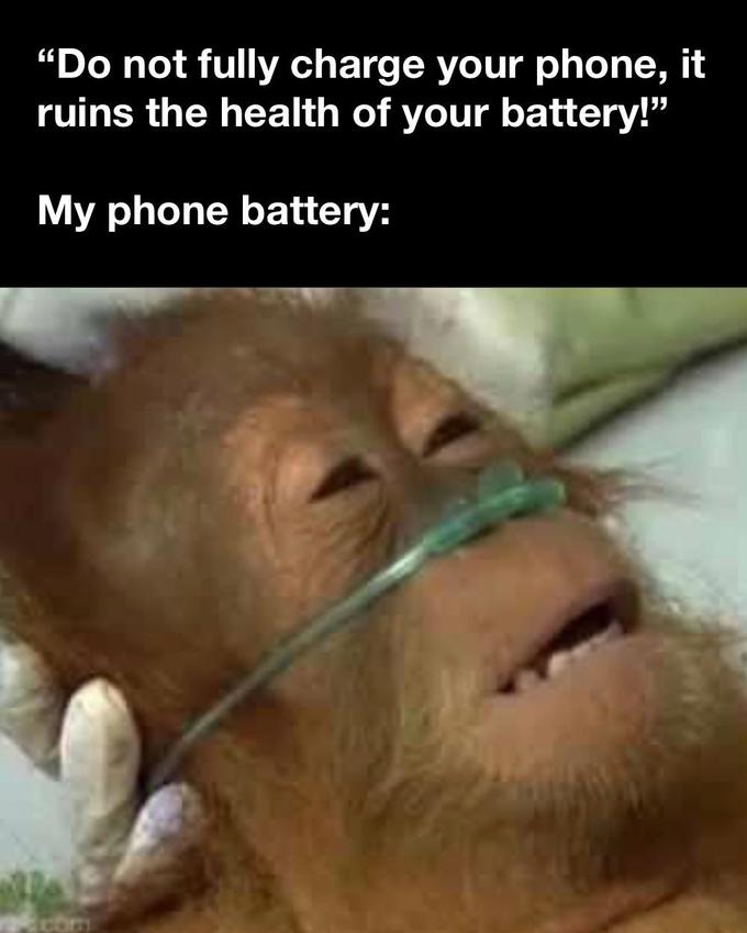Am I Right r dankmemes Dying Orangutan Know Your Meme