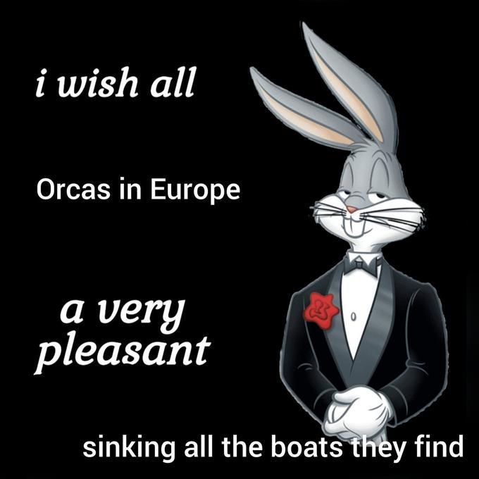 i wish all Orcas in Europe a very pleasant sinking all the boats they find
