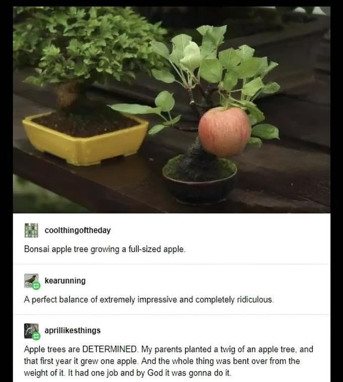 Bonsai Apple Tumblr Know Your Meme
