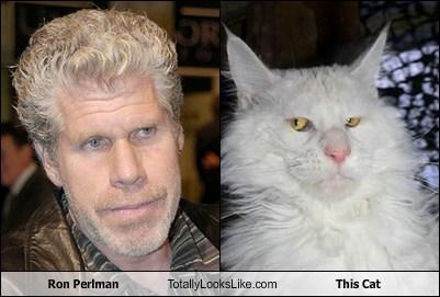 Ron Perlman TotallyLooks Like.com This Cat