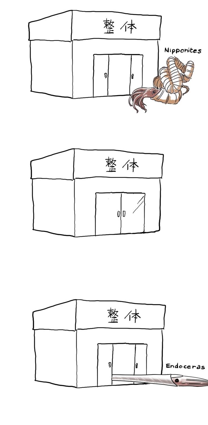整体 整体 D 整体 Nipponites Endoceras