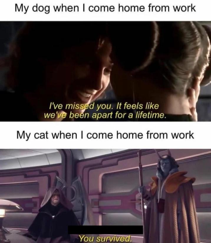 cats-gotta-love-them-r-memes-know-your-meme