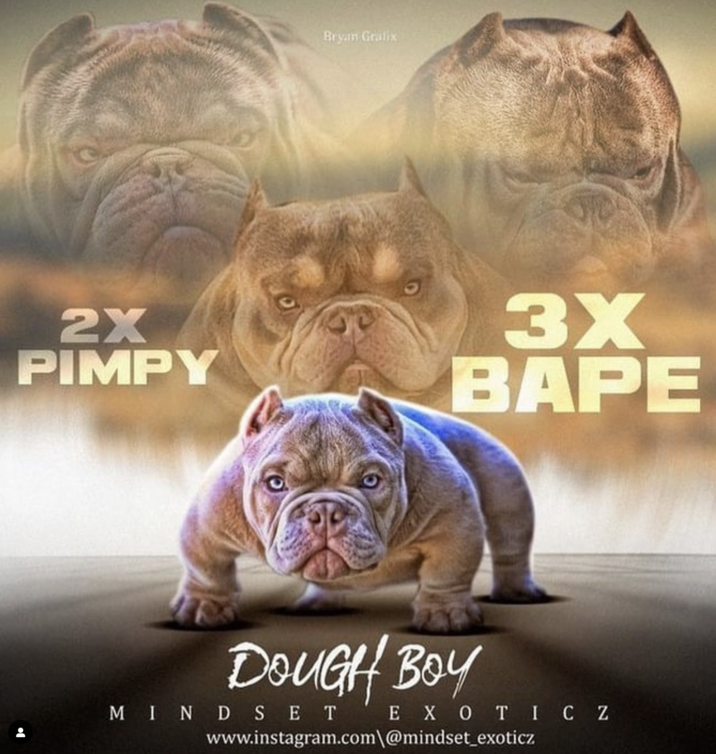 X2 Pimpy X3 Bape XL Bully Graphics 2X Pimpy 3X Bape Pimpy Son Opp 